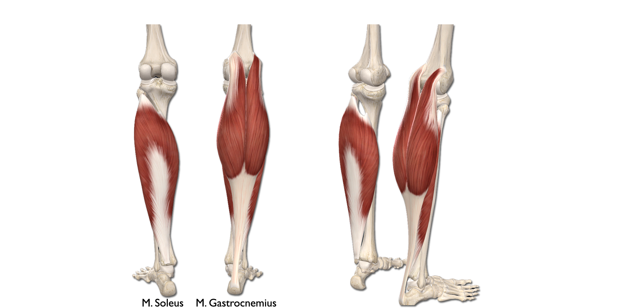 M. Triceps surae